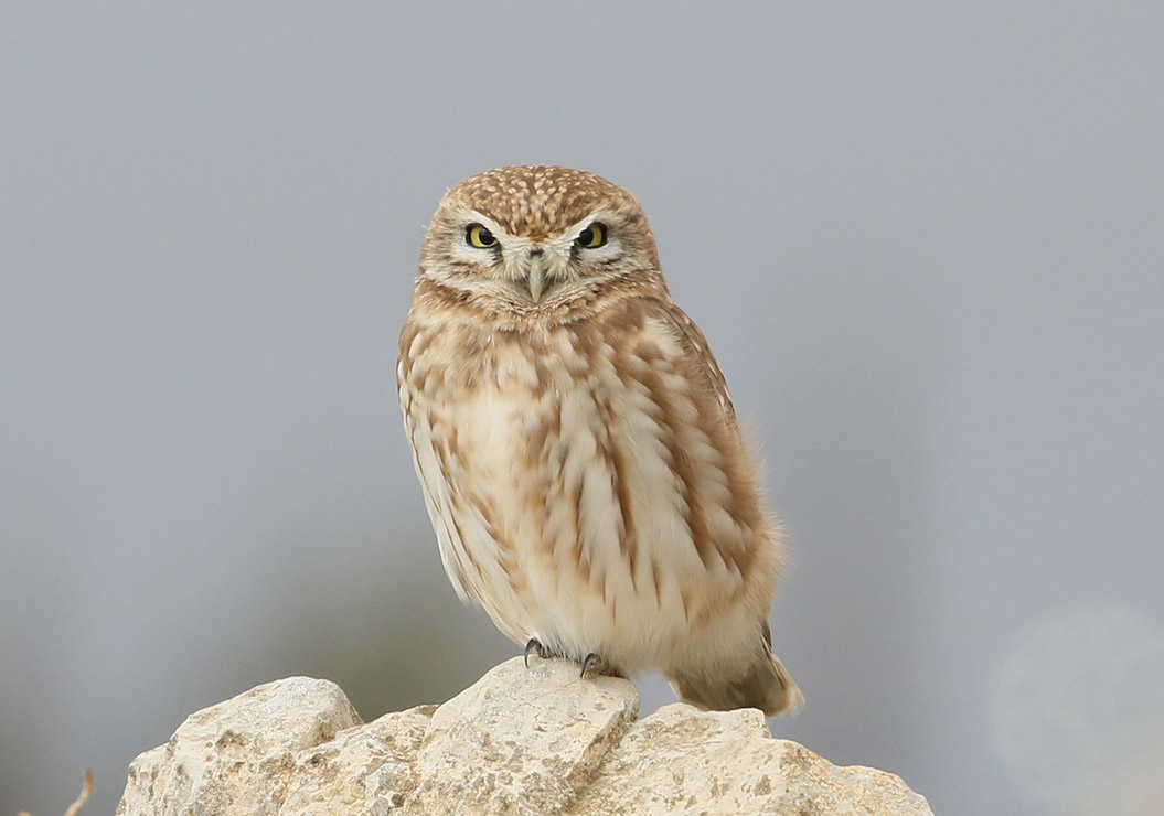 JBW Little Owl