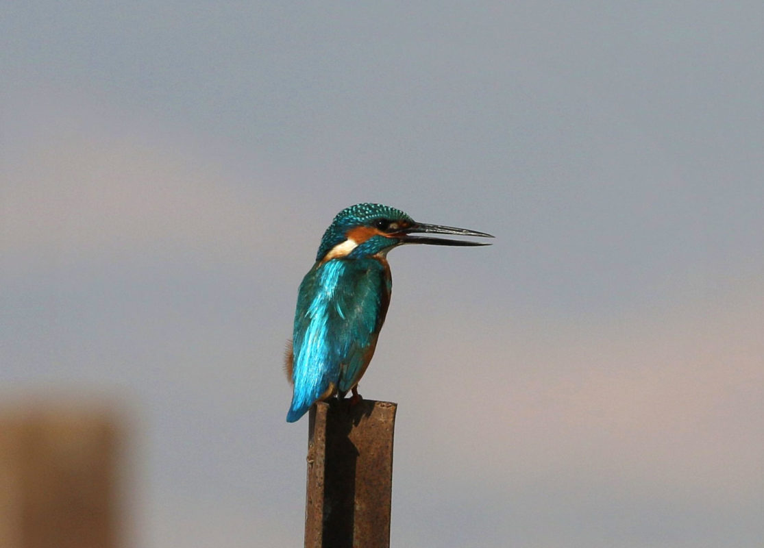 Kingfisher in Ghor-Rama, Jordan-Valley. December-2019, photo by Fares Khoury