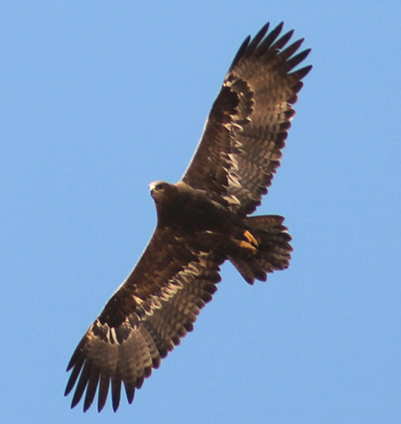 JBW Steppe Eagle in Jordan
