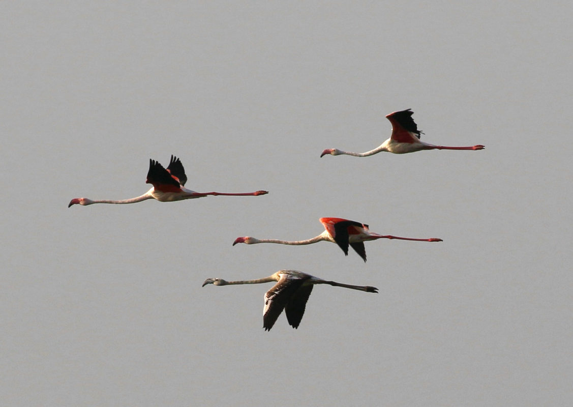 Flamingoes migrating, jbw