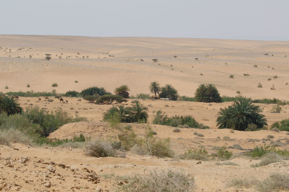 Oasis in Wadi Araba, Jordan