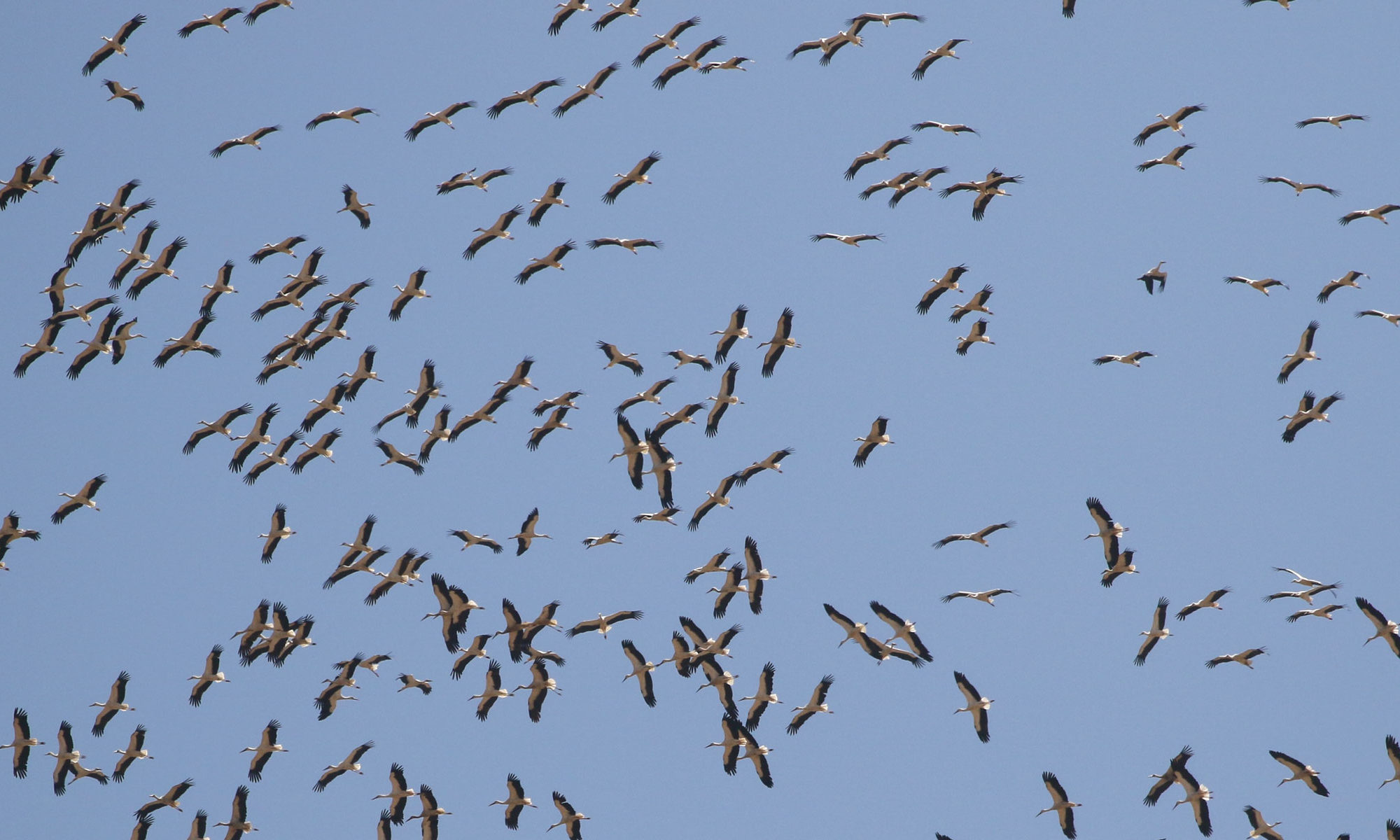 Avifauna, Jordan, white storks migrating
