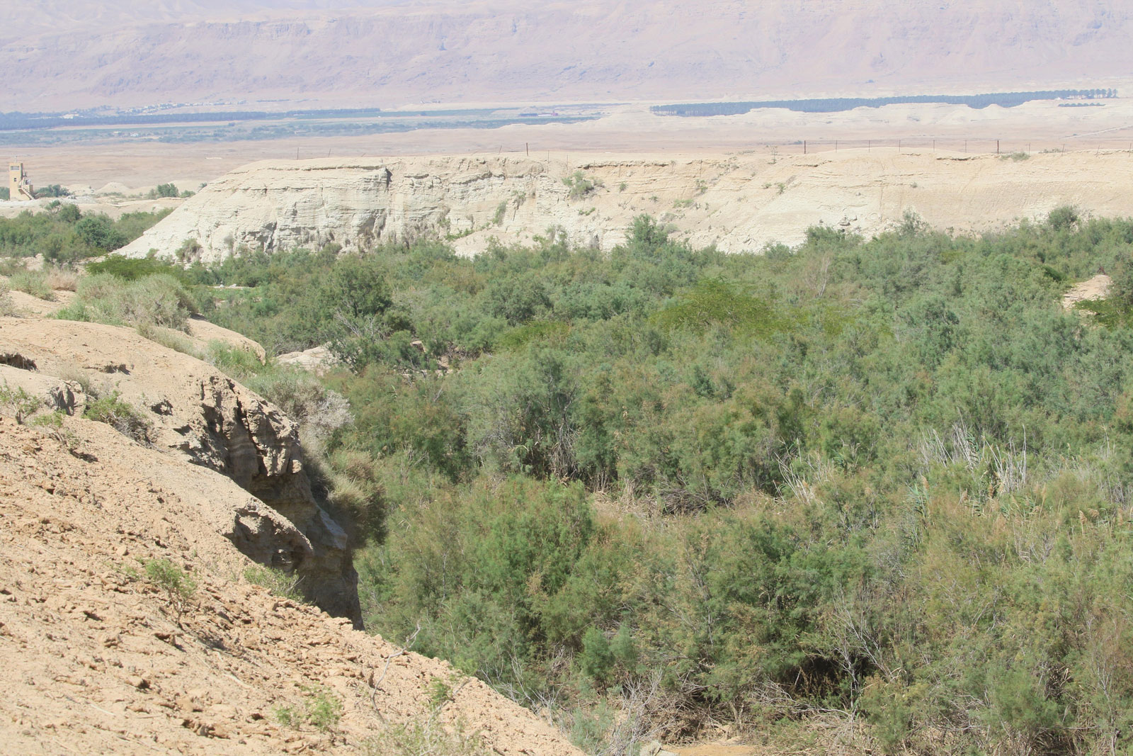 Wadi Gharaba, a special conservation and important bird area in Jordan