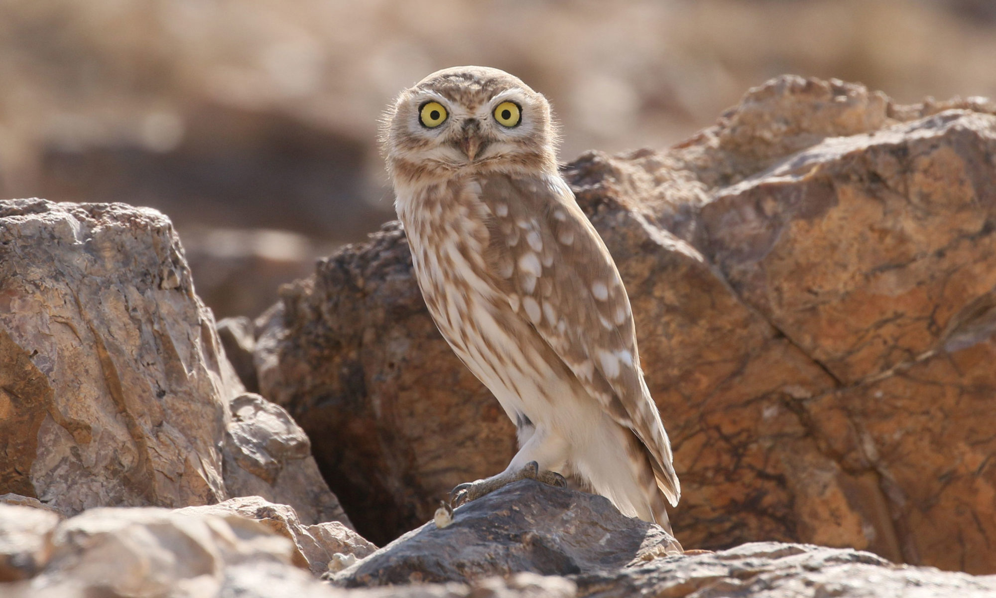 Jordan BirdWatch Owl in Jordan