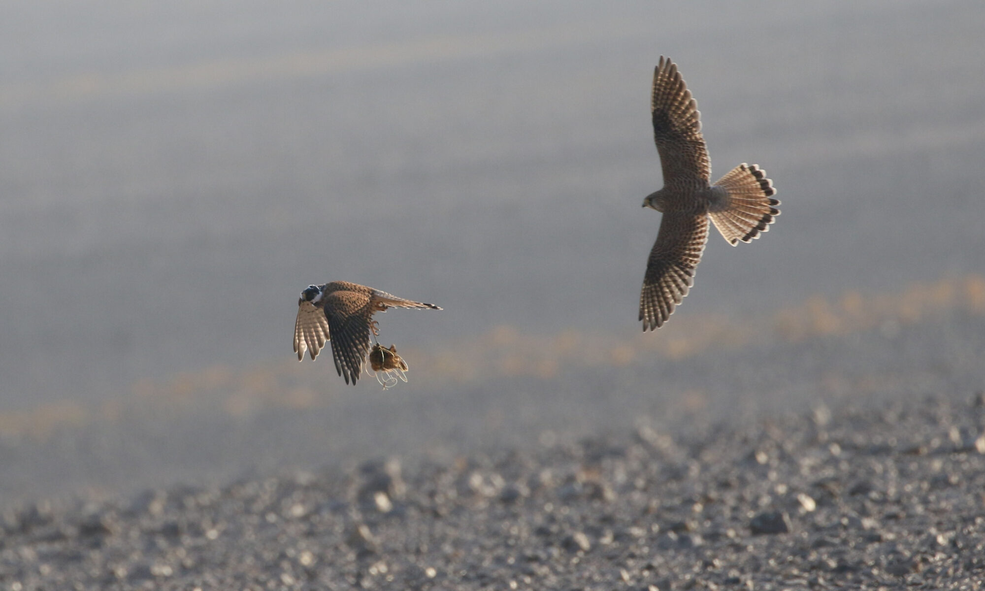 Falcon hunting in Jordan - JBW
