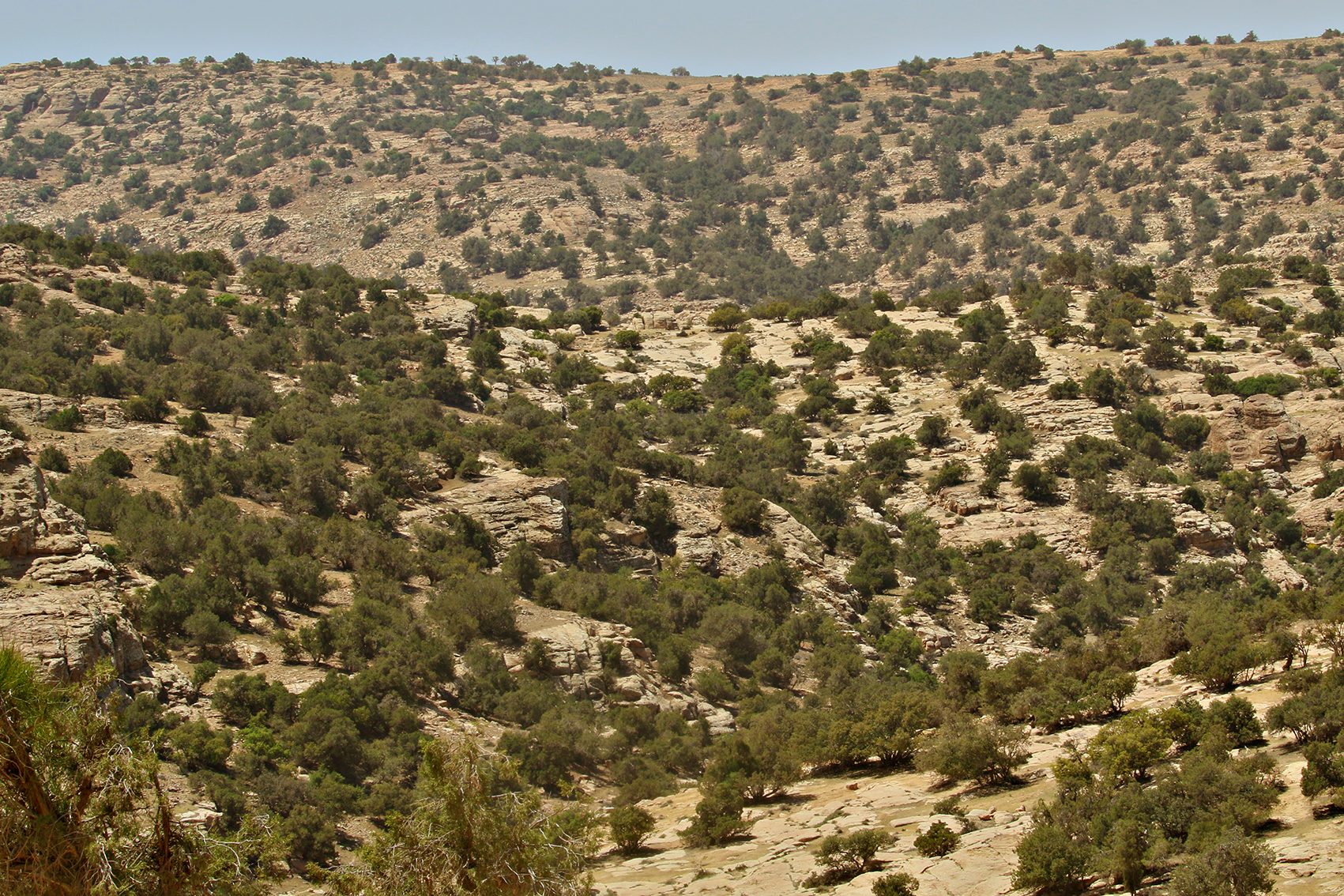 Syrian serin habitat