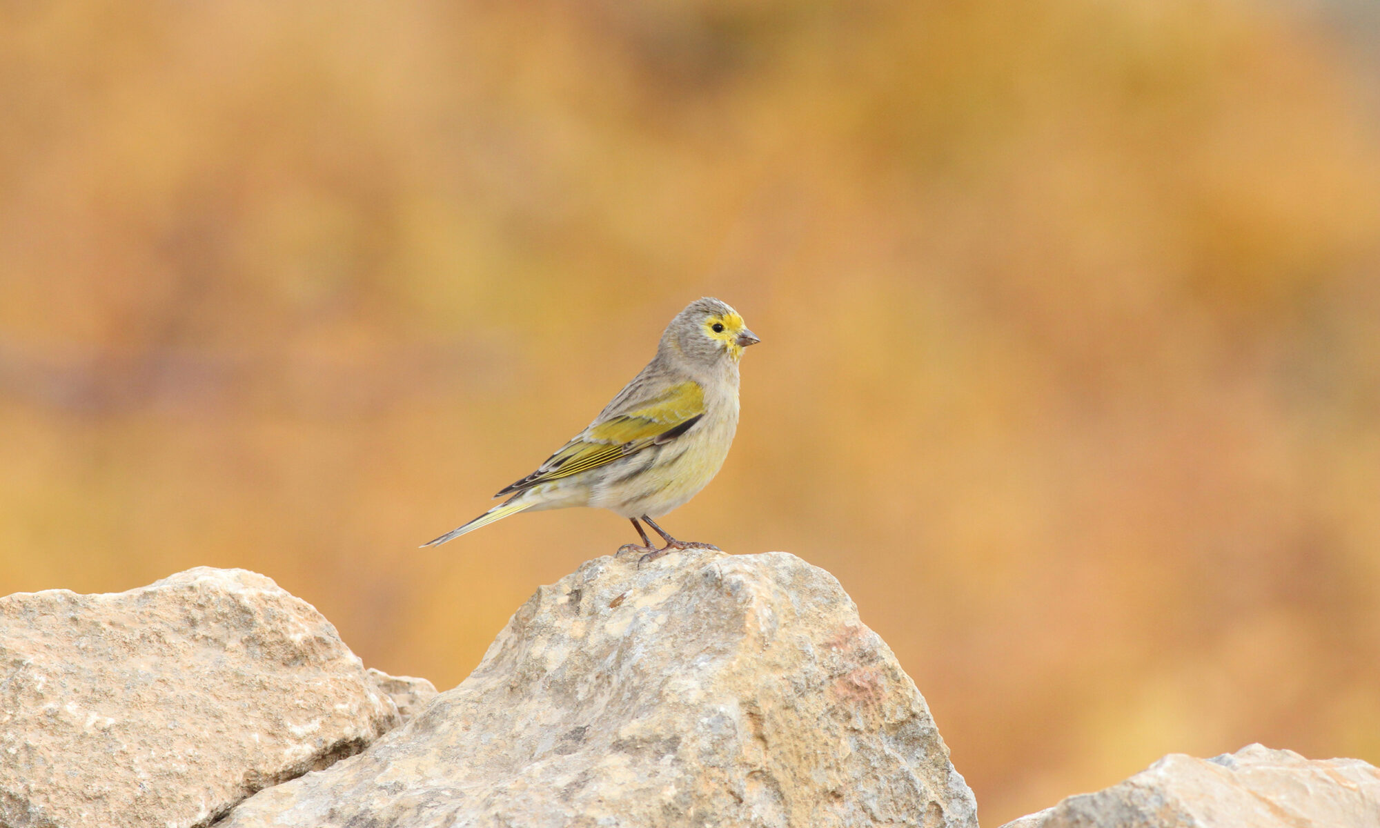 Syrian serin reported vulnerable IUCN